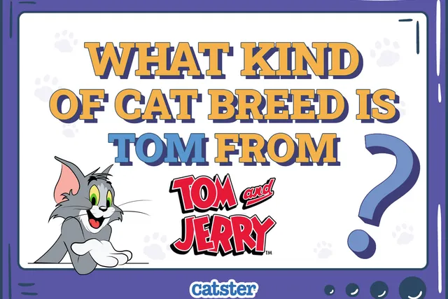 What Kind of Cat Breed Is Tom From Tom & Jerry? Cartoon Cat Facts