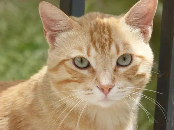 My Cat Suddenly Doesn’t Want to Be Touched - 5 Vet-Approved Reasons