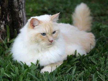 Why Do People Hate Cats? What Science Tells Us (Vet-Reviewed)