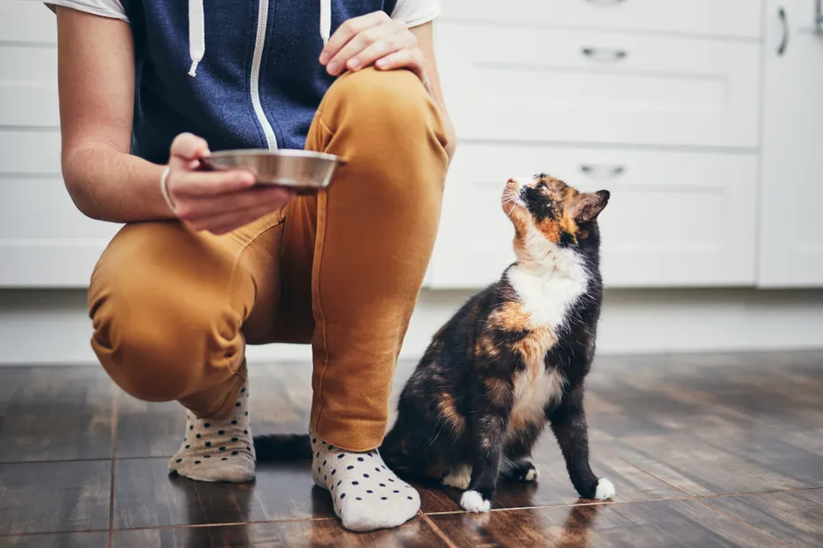 owner feeding his cat