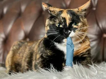 28 Best Gift Ideas for Cats in 2026 - Reviews & Top Picks