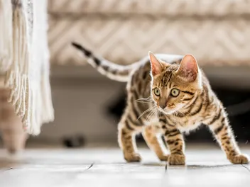 4-Month-Old Kitten: Things to Expect & Plan For (Vet Reviewed)