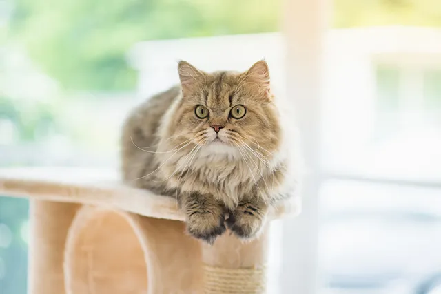 11 Cat Breeds With Manes Like a Lion (With Info & Pictures)