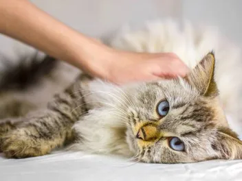 The Feline Grimace Scale: How it Works & FAQ (Vet Approved)