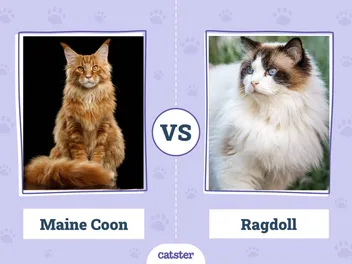 Maine Coon vs. Ragdoll: The Differences (With Pictures)