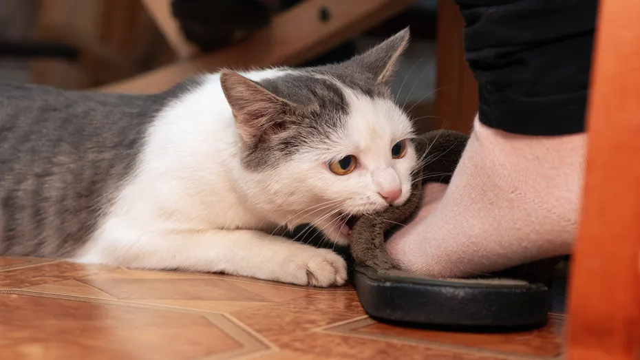 cat biting owner's slipper