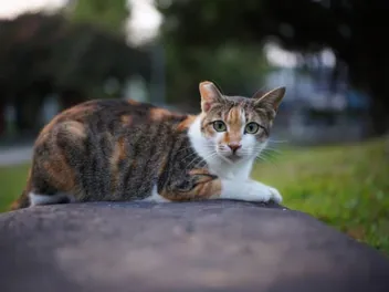 Can You Adopt an Ear-Tipped (TNR) Cat? All You Need to Know! (Vet-Verified Info)