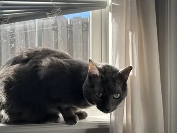 The Vocal Talents of Cats: Olga’s Repertoire of Sounds (with Video)
