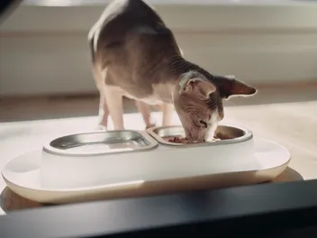 7 Best Cat Bowls in Canada in 2026 - Reviews & Top Picks
