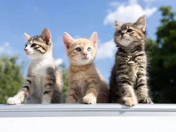 Why Do Cats Have Different Colored Kittens? Vet-Approved Facts & FAQ
