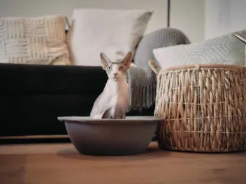8 Best Cat Beds in 2026 - Reviews & Top Picks