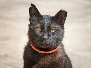Is Cat Ear Tipping Cruel? Vet Reviewed Facts & FAQ