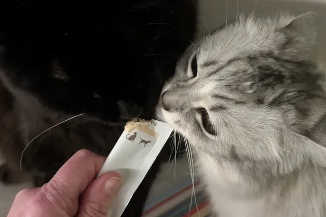 Licky Treats: A Scientific Investigation into the Tube-Based Delights Taking Over Modern Cat Households
