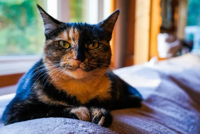 Tortitude: The Unique Tortoiseshell Cat Personality