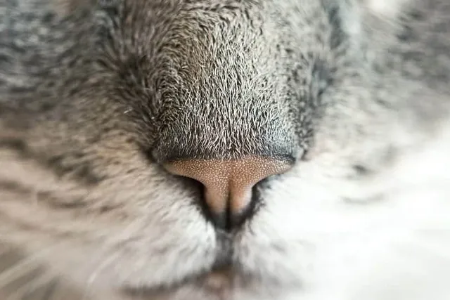 Why Is My Cat’s Nose Changing Color? Our Vet Answers & Explains 10 Common Reasons