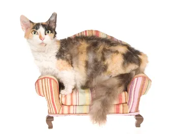 Skookum Cat Breed: Info, Pictures, Temperament & More