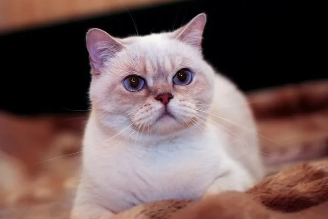 Do Cats Like Eye Contact? Vet-Reviewed Reasons & Behavior Explained
