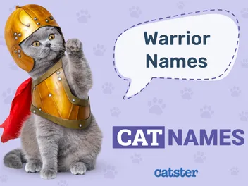 350+ Warrior Cat Names: Ideas for Your Strong Cat