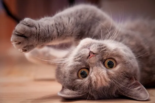 How to Calm a Crazy Cat: 6 Vet-Approved Tips & Causes of Extra Energy