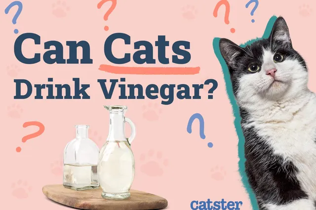 Can Cats Drink Vinegar? Vet-Verified Health & Safety Facts