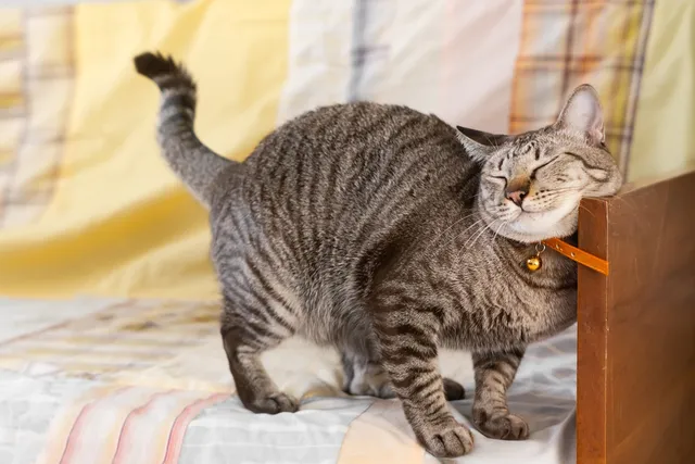 Why Does My Cat Rub Against Things? 6 Vet-Reviewed Reasons