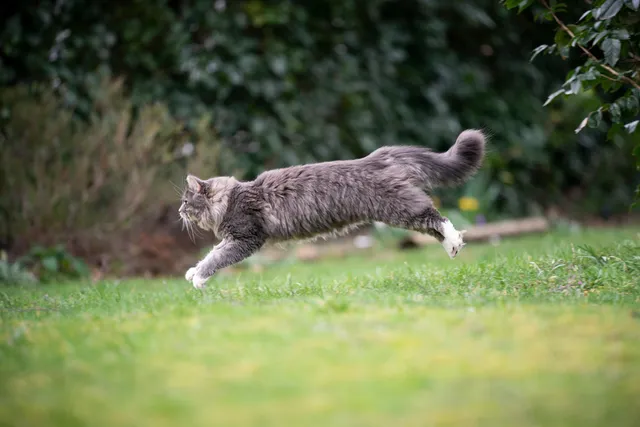 How Fast Can a House Cat Run? Record & Average Speeds (Vet-Reviewed)