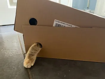 It’s Hip to Be Square: A Brief Look at Cats & Boxes of All Kinds