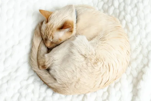 Why Do Cats Sleep in a Circle? Vet Reviewed Reasons