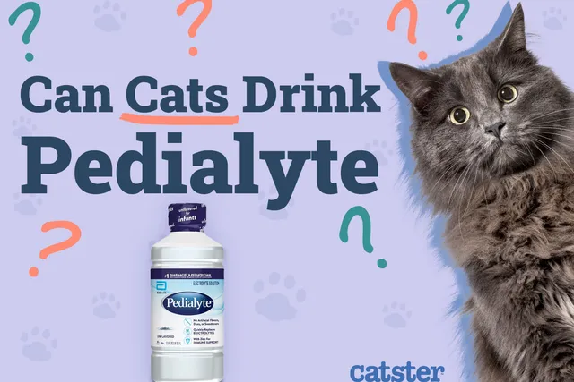 Can Cats Drink Pedialyte? Vet Approved Advice