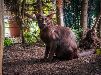 Oriental Shorthair Cat: Info, Pictures, Temperament & Traits