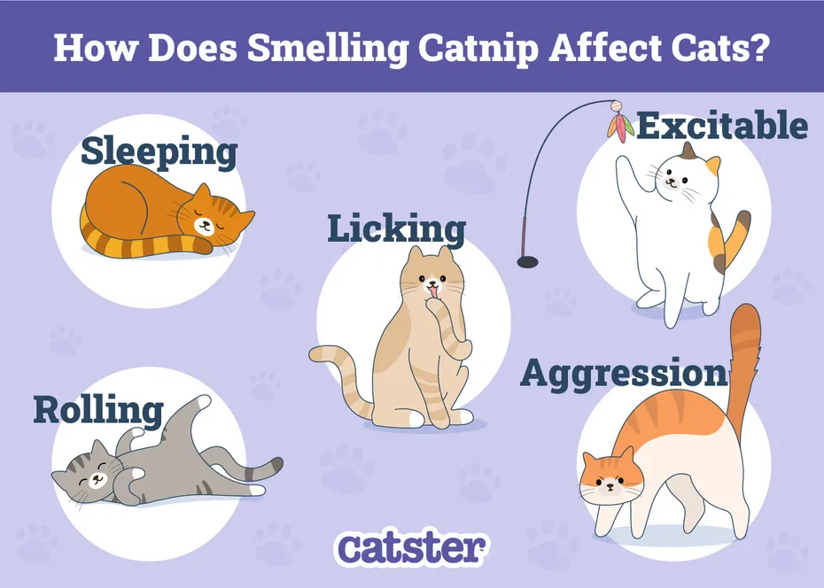 How-Does-Smelling-Catnip-Affect-Cats