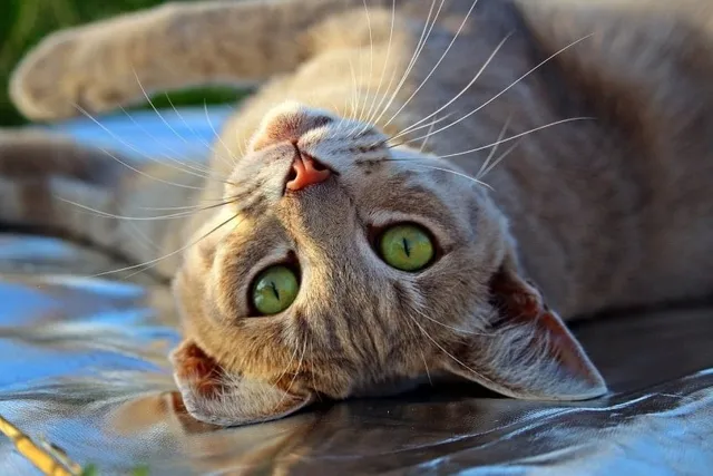 How Far Will a Female Cat in Heat Travel? Vet-Reviewed Info