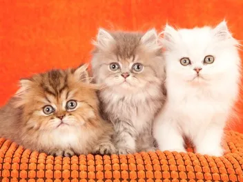 Persian Kittens For Sale in Utah: Breeders List 2026