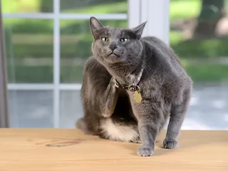 K9 Advantix Is Not Safe for Cats: Our Vet Explains Why