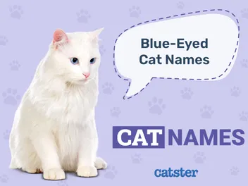 200+ Blue Eyed Cat Names: Beautiful & Unique Ideas
