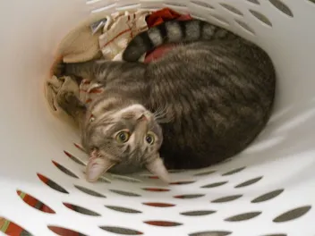 Why Is My Cat Peeing in the Laundry Basket? 8 Vet-Reviewed Reasons