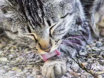 Why Do Cats Lick Themselves So Often? 11 Vet-Reviewed Reasons for This Behavior