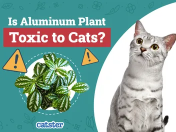 Is Aluminum Plant Toxic to Cats? Vet Approved Safety Facts & FAQ