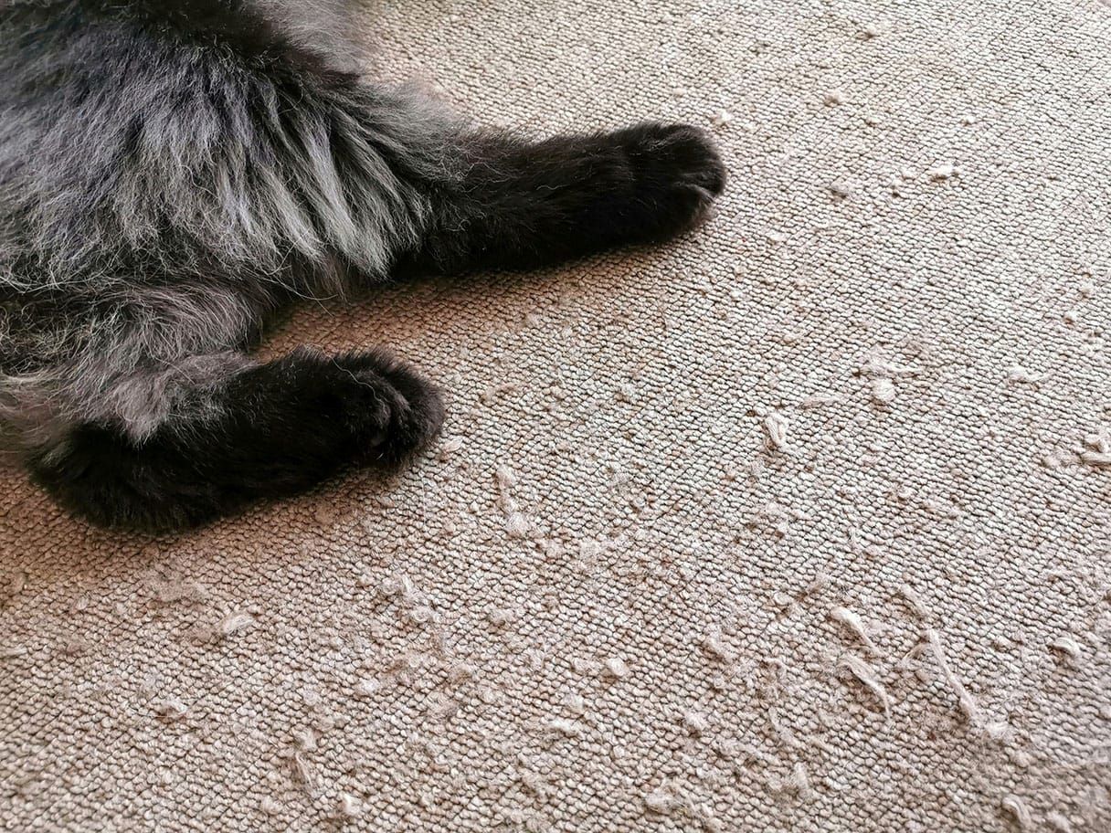 How to Protect Your Carpet From Cats: 10 Effective Vet-Approved Methods