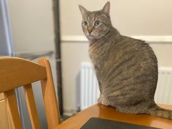 Hang Ten: Counter Surfing in Cats