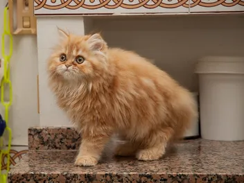 Orange Persian Cat Breed: Info, Pictures, Origin & History