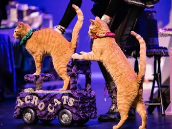 What Are the Acro-Cats? Facts, History & FAQ