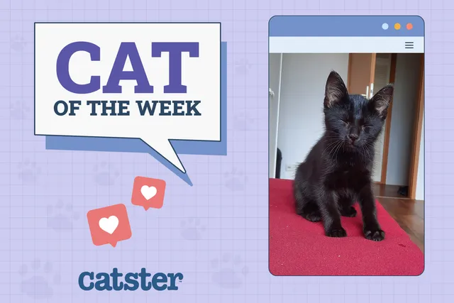 Catster Photo Contest: Cats of the Week Winners (Mar 13, 2025)