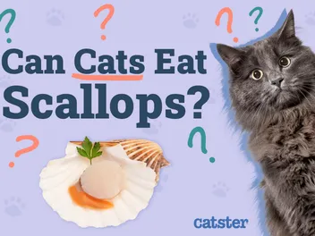 Can Cats Eat Scallops? Vet-Approved Facts & FAQ