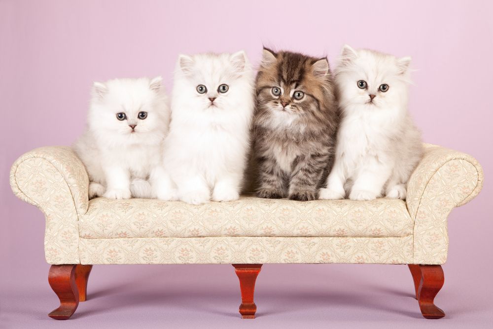 Silver and golden Chinchilla Persian kittens