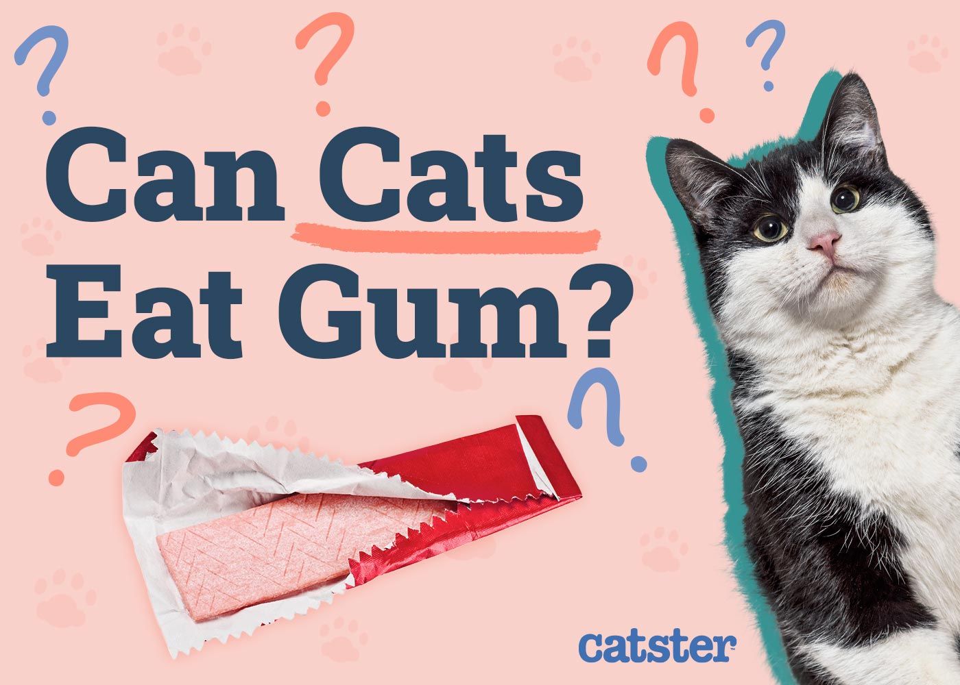 Can Cats Eat Gum