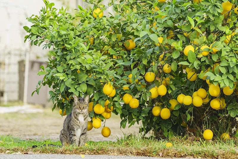 cat sitting beside a lemon tree