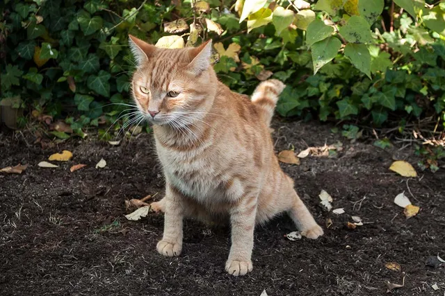Do Cats Poop Out of Spite? Vet-Verified Reasons & Feline Behavior Explained
