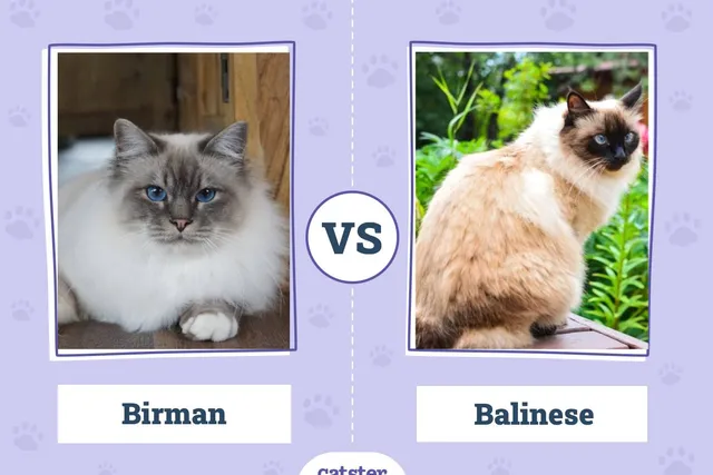 Birman Cat vs. Balinese Cat: Main Differences (With Pictures, Vet-Reviewed)