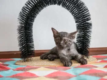 5 Amazing DIY Cat Grooming Arch and Self-Groomer Plans You Can Make Today (With Pictures)